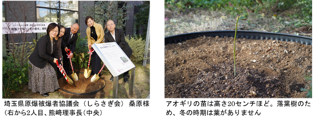 【コープみらい】被爆・戦後 80 年記念事業 「被爆アオギリ二世」を植樹
