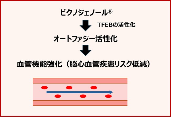 ピクノジェノール(R)のオートファジー活性亢進作用およびそのメカニズムを発見　血管機能強化の作用機序を解明