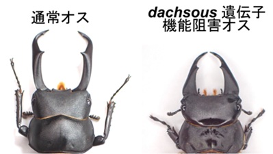 クワガタムシ類のオス特有の大きなアゴはどうやって巨大化するのか？―翅や肢の成長を担う遺伝子群の使いまわしによる巨大化―