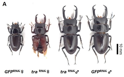 クワガタムシ科における「メス化遺伝子」transformer の多様化―　遺伝子重複と発現変化が未知の性決定機構の存在を示唆　―