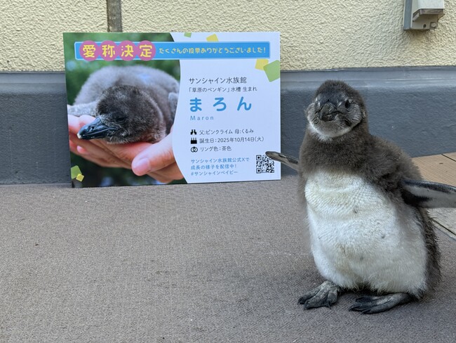 約10,000人が“もふもふ”の赤ちゃんを見て投票に参加！　来場者の想いが込められた3,133票を獲得し、ケープペンギンの赤ちゃんの愛称は「まろん」に決定！！
