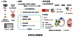 補体調節タンパク質CFHR1が示すIgA腎症の活動性