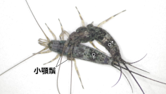 【名城大学】原始的な昆虫、イシノミ目で