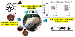 【名古屋大学】野ネズミはクリの虫食いの有無を、素早く嗅ぎ分ける～ガの幼虫が食べた堅果を避けることを野外で実証～