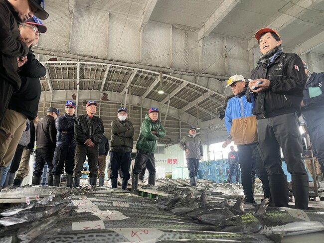 京都の冬の味覚！脂のり抜群の「特選京鰆（きょうさわら）」の出荷が舞鶴でスタート