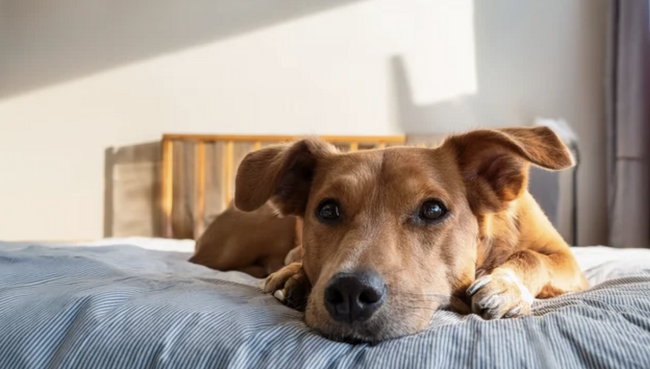 老犬介護で心が限界に達する飼い主が急増--自己肯定感の第一人者・中島輝が「老犬介護疲れ」を救う新提案。