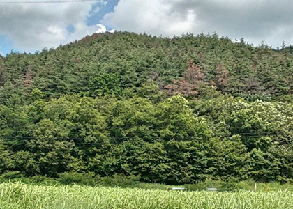 (株)タケエイ林業 建設業許可取得および新規山林取得のお知らせ