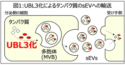 高脂血症治療薬スタチンに新たな可能性、PD-L1のUBL3化修飾を介した輸送制御を解明