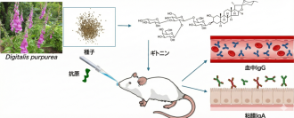 【東京薬科大学】世界初、植物由来「スピロスタノール配糖体」に経鼻ワクチンの増強効果を発見〜既存のサポニン系アジュバントとは異なる骨格で、炎症を伴わない高い安全性を実現〜