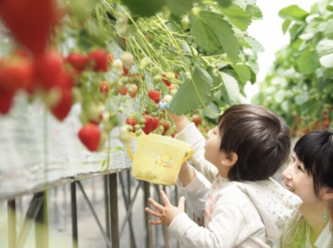 【福助ファーム】6種類のいちごを食べ比べ!地域最大級の農場で始まった、三田の贅沢いちご狩り。