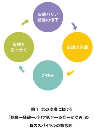 犬皮膚細胞における独自セラミドの作用を解明