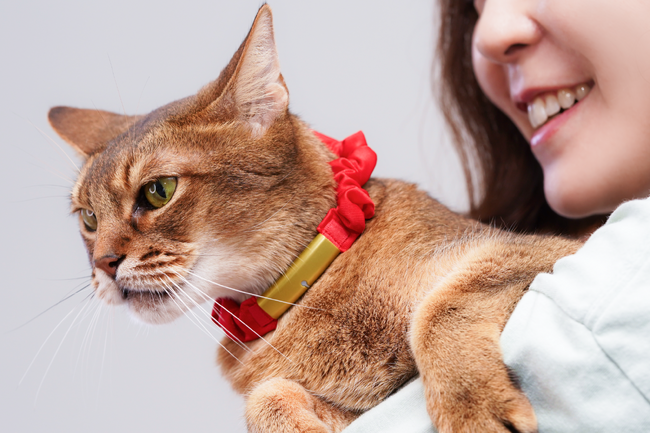 シタテルが、猫と飼い主の新しい暮らし方を提案するスマート首輪型「Catlog」ベルトの制作を支援