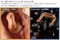 【昭和医科大学】ミトコンドリアゲノム解析で発見された