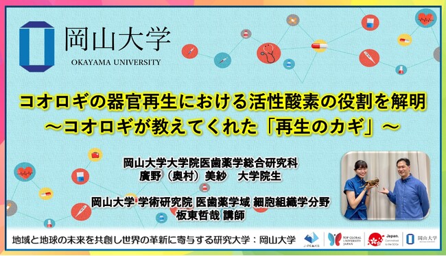【岡山大学】コオロギの器官再生における活性酸素の役割を解明～コオロギが教えてくれた「再生のカギ」～