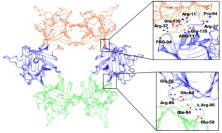 【横浜市立大学】有毒キノコ スギヒラタケ由来レクチンの立体構造を解明　