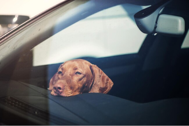 犬の車酔いを経験した飼い主は約半数、主な症状は「落ち着きがなくなる」「大量のよだれ」「嘔吐」｜犬の車酔い実態を200人調査（コノコトトモニ）