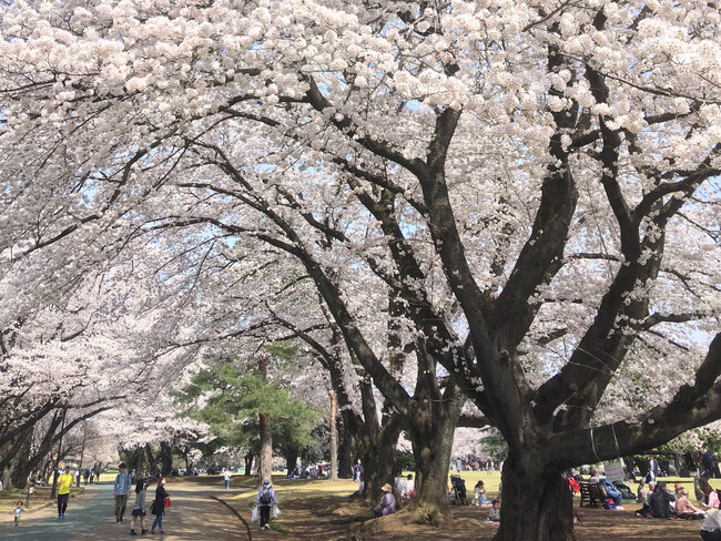 埼玉県営公園のネーミングライツパートナーに選定！狭山稲荷山公園・彩の森入間公園・和光樹林公園が「エミパーク」に