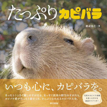 カピバラ愛がみっちり詰まった、カピバラ写真集の決定版!『たっぷりカピバラ』新発売。