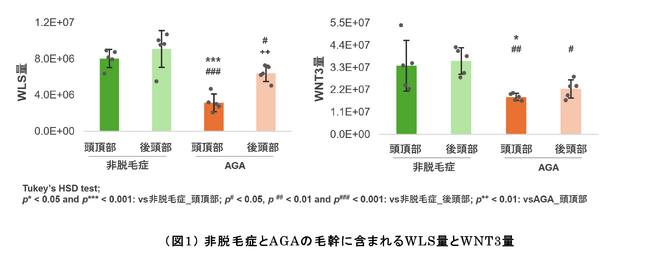 ＡＧＡにおいて特異的に減少する毛髪関連分子を発見　毛幹プロテオーム解析※1と培養細胞の両方で確認