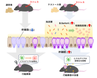 プレバイオティクスのケストースがうつ病などの精神疾患を予防できることを発見