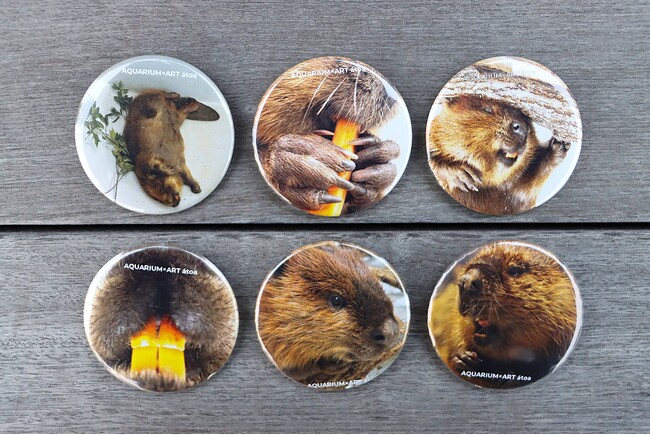 「第4弾アトア缶バッチ」販売決定！飼育員選りすぐりのアメリカビーバー“インパクト強め”写真が缶バッチに！【神戸の港の劇場型アクアリウム atoa】
