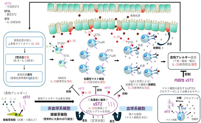 生体内で高濃度に維持される可溶型ST2が食物アレルギーを抑制