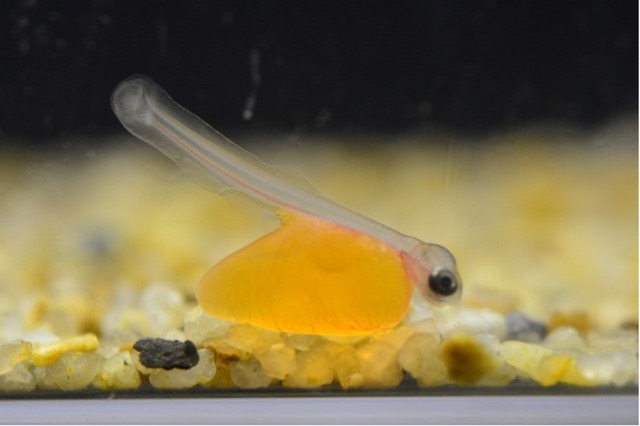 水族トピック展示 見たことありますか?ビワマスの赤ちゃん!