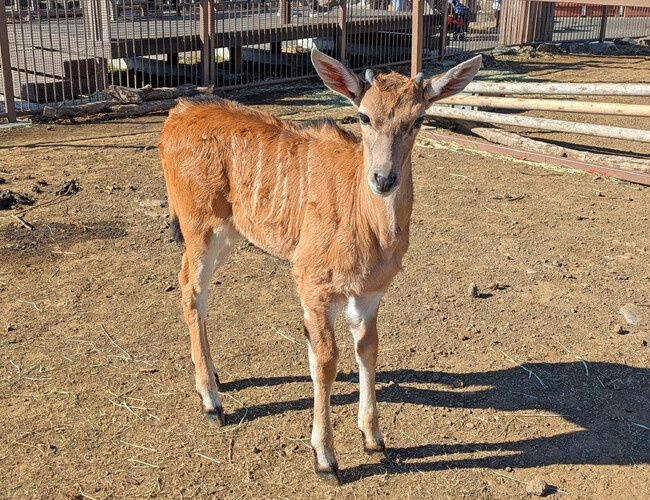 伊豆シャボテン動物公園のサバンナエリアで初めての赤ちゃん！ 大型の牛の仲間『エランド』が1頭誕生