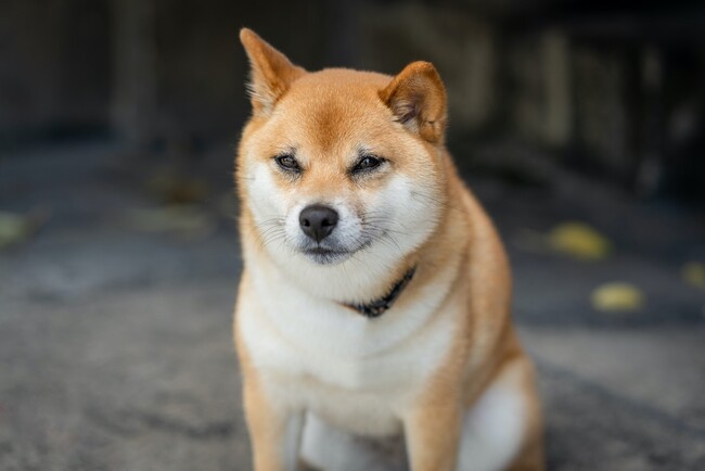 柴犬の飼い主の約6割が「拒否柴」を経験｜拒否されやすい状況は「散歩に行きたがらない」が最多｜柴犬の飼い主200人にアンケート調査【コノコトトモニ】