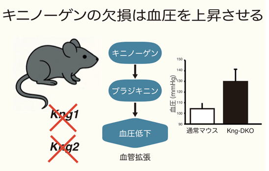 神戸学院大学薬学部の鷹野教授らが蛋白質「キニノーゲン」欠損による血圧の上昇を初めて実証しました