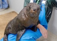 【京都水族館】オットセイの赤ちゃん3月に展示エリアデビューへ
「ちのわ」の成長見守る“推し活”スタンプラリー開催