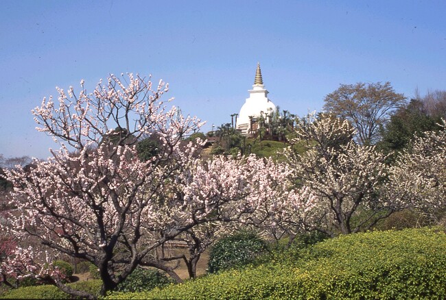 稲城市・川崎市・東京都多摩市・調布市在住の65歳以上はHANA・BIYORI入園料＆花景の湯入館料がお得に！「梅まつり 2026」開催