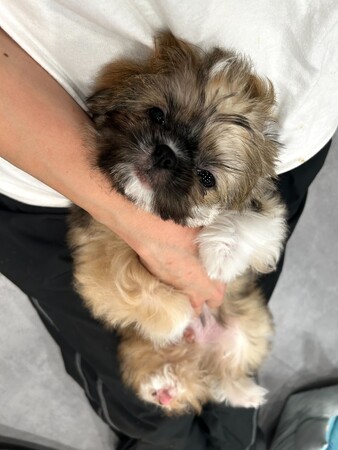 【神奈川・川崎】全国20店舗目となる保護犬猫ふれあいカフェ「ANELLA CAFE 川崎駅前店」1月22日オープン