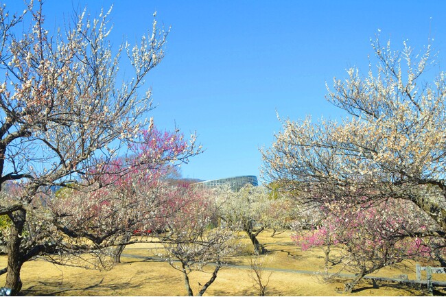 【入園無料】例年よりも早い「梅」の開花！関東最多級の名所・約300品種500本「梅まつり」2026年1月24日（土）より開催（小田原フラワーガーデン）