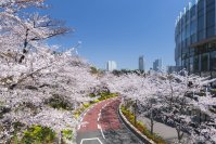東京ミッドタウンで春を満喫　都心で楽しむ桜並木と花×アート「MIDTOWN BLOSSOM 2026」開催