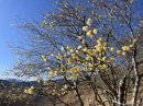 2026年1月21日(水)現在の開花状況 2026年1月21日(水)現在の開花状況