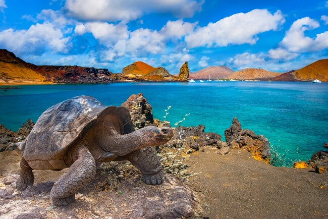 “進化を、目撃する島”、エクアドル・ガラパゴス諸島。島に滞在する「ホテル泊」と船で眠る「クルーズ泊」、2つの楽しみ方に迫る新規モデルプランを発表。