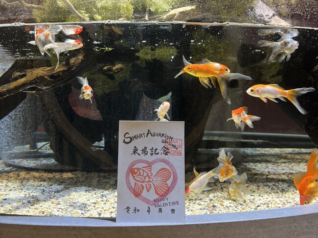 バレンタイン特別展~尾びれがハート!ブリストル朱文金~