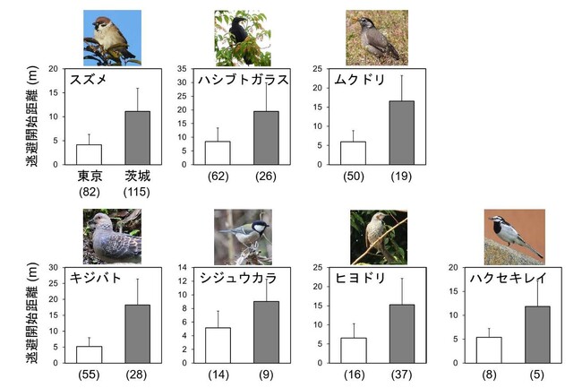 【国立科学博物館】都市の鳥はリスクを回避しない傾向をもつ~大都市東京で野生鳥類の警戒性の低下を実証~
