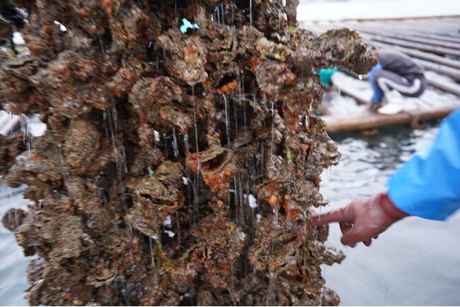 【呉市ふるさと納税】養殖牡蠣の甚大な被害を受け、返礼品なし寄附の受付を開始（広島県呉市）