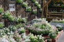 早春の草花展(1) 早春の草花展(1)