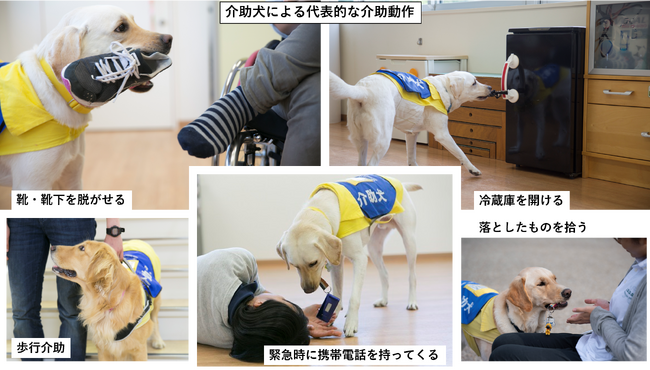 【日本介助犬協会】愛知と神奈川で2組同時に合同訓練実施中!