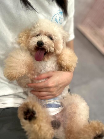 【茨城初上陸】保護犬猫×就労支援の次世代型シェルター「ANELLA CAFE 土浦店」1月30日(金)グランドオープン