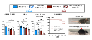 ダイアベティス(糖尿病)に伴う筋肉の衰えを防ぐ仕組みを解明