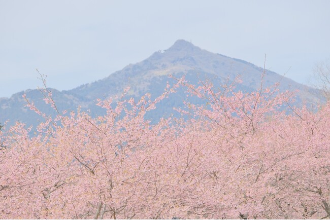 【2月下旬より桜リレー スタート!】早咲きの河津桜から晩春の八重桜まで約2ヶ月にわたり桜を堪能