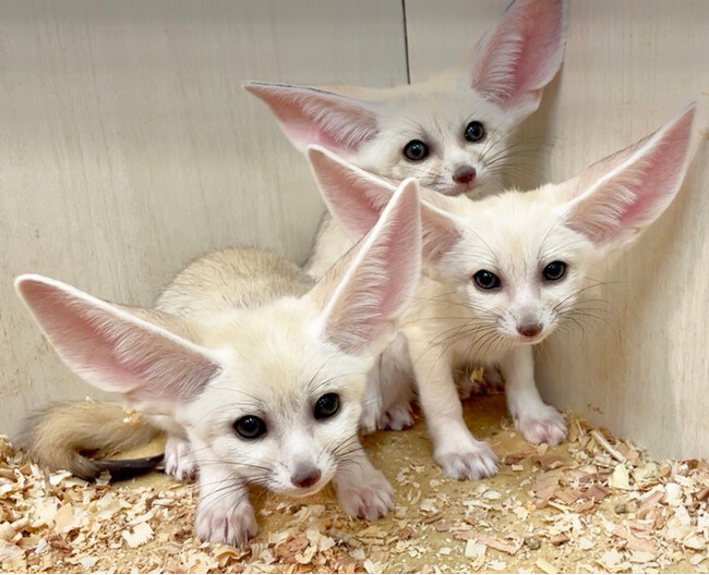 伊豆シャボテン動物公園が運営する「屋内型ふれあい動物園 アニタッチ MARK IS 静岡」で、世界最小のキツネ「フェネック」の3つ子がすくすく成長中！