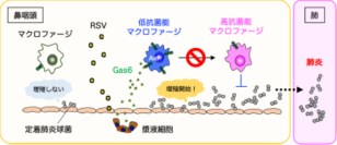 【東京医科大学】RSウイルス感染が「鼻の奥にすみつく肺炎球菌」を増やす仕組みを解明 ～免疫細胞に “ブレーキ” をかけるGas6の働きに着目～