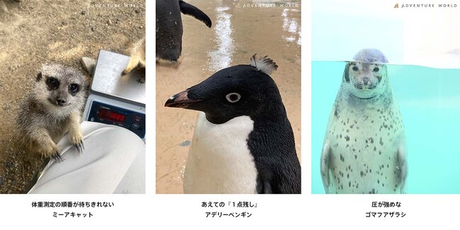 【極秘公開】スタッフのカメラロール流出！？展 ～あの動物の「素顔」は、もっと面白い。～SHIRAHAMA KEY TERRACE HOTEL SEAMOREで２月９日（月）より写真パネル展開催
