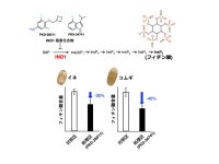 【Nature Food誌掲載】東洋大学の研究グループが穀物の栄養改善へ　世界初「フィチン酸」を化学的に減らす新しい手法を開発　～遺伝子改変を伴わず、イネとコムギの栄養価を改善～