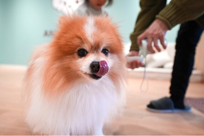 【京都初上陸】全国23店舗目となる保護犬ふれあいカフェ「ANELLA CAFE 京都烏丸店」2月5日（木）オープン。ずっとの家族探し×障がい者就労支援を通じて、動物や社会とのつながりを感じる機会に